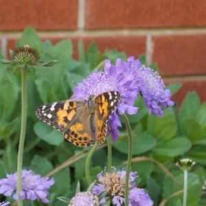 Meet your Posher, Rene